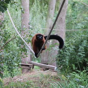 Red ruffed lemur