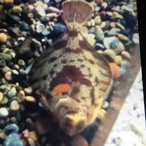 Unknown Flatfish/Flounder Species