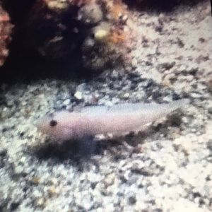 Goby/Blenny Species?