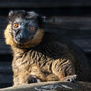 Collared Lemur / Hamerton / 7-10-20