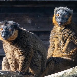 Collared Lemurs / Hamerton / 7-10-20