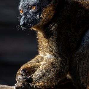 Collared Lemur / Hamerton / 7-10-20