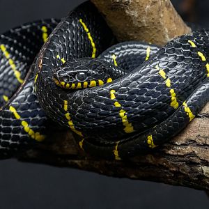 Banded Mangrove Snake / Hamerton / 7-10-20