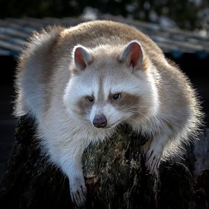 Leucistic or Blonde mutation Raccoon / Hamerton / 7-10-20