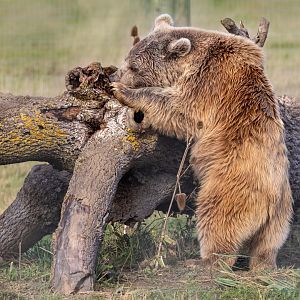 Syrian Brown Bear / Hamerton / 7-10-20