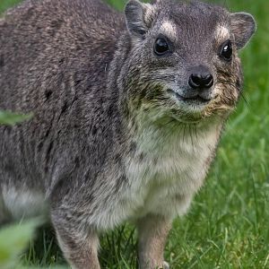 Yellow-spotted Rock Hyrax / Hamerton / 7-10-20