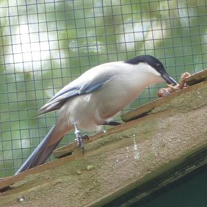Azure-winged Magpie, October 2020