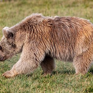 Syrian Brown Bear / Hamerton / 7-10-20