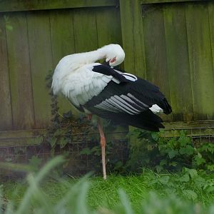 Oriental white stork, October 2020