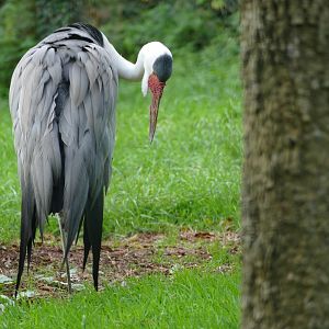 Wattled crane, October 2020
