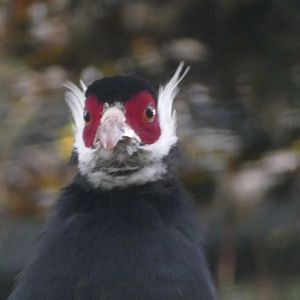 Brown-eared pheasant, October 2020