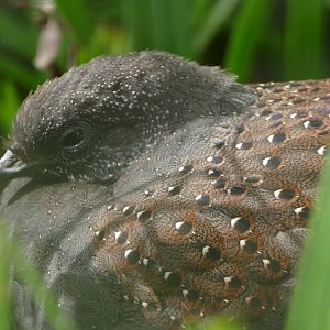 Rothschild's peacock pheasant, October 2020