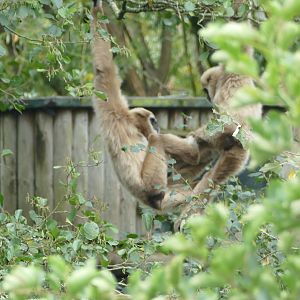 Lar gibbons, October 2020