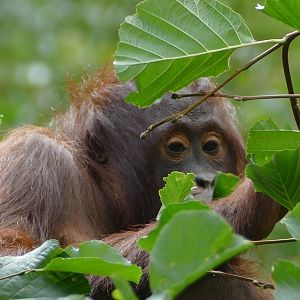 Pick Your Own Lunch, October 2020