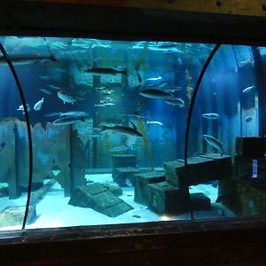 Sunken Ship (Native species exhibit)