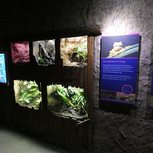 Amphibian exhibits