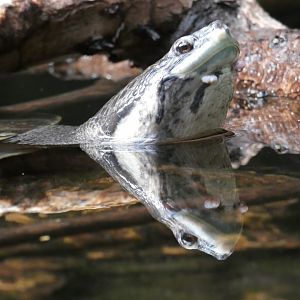 Geoffroy's Side-necked Turtle