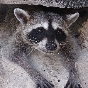 Cozumel raccoon (Procyon pygmaeus)
