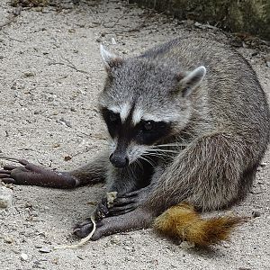 Cozumel raccoon (Procyon pygmaeus)