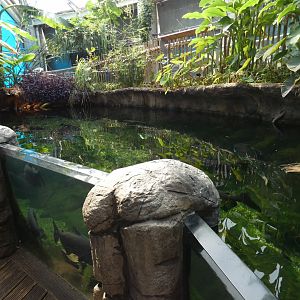 Turtle exhibit