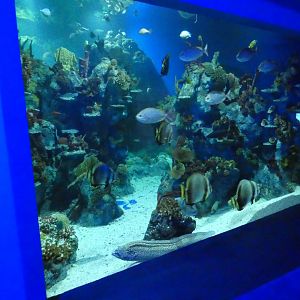 Coral Seas exhibit