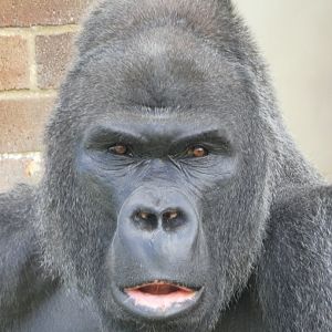 Western Lowland Gorilla male 'Jock'