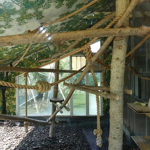 Agile Gibbon indoors