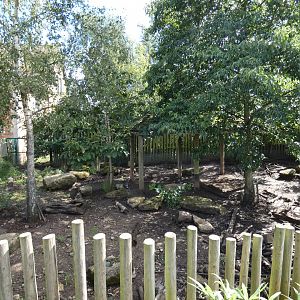 Visayan Warty Pig enclosure