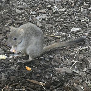 Brush-tailed Bettong