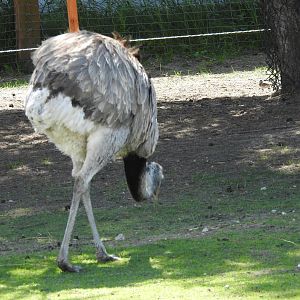 gray rhea