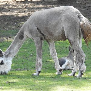 alpaca amd patagonian mara