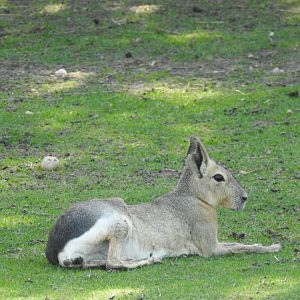 patagonian mara