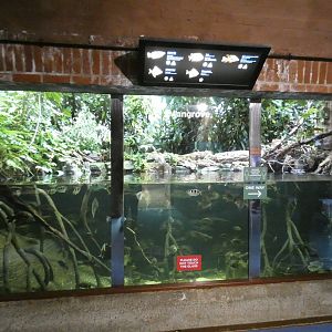 Mangrove exhibit in the aquarium
