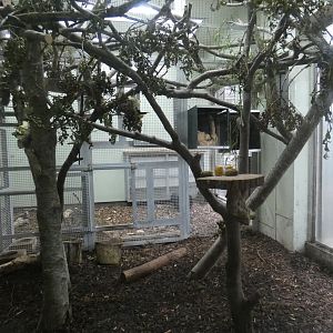 Sloth and Six-banded Armadillo enclosure (former Drill enclosure)