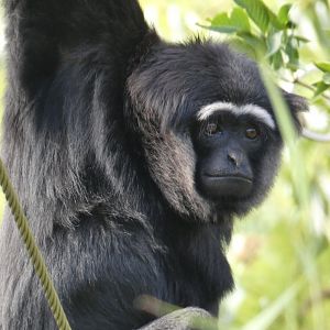 Agile Gibbon