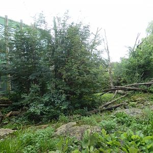 Lion-tailed Macaque outdoor enclosure