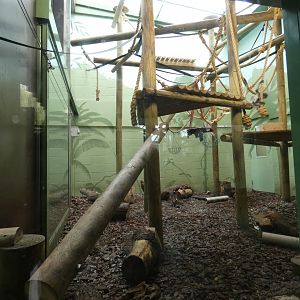 Brown Spider Monkey indoor enclosure