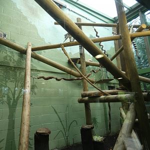 Ring-tailed Lemur indoor enclosure