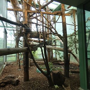 Black-and-gold Howler Monkey indoor enclosure