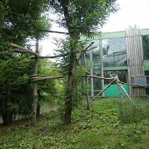 Black-and-gold Howler Monkey outdoor enclosure