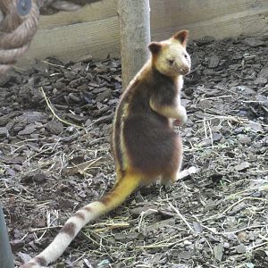 Goodfellow's Tree Kangaroo joey