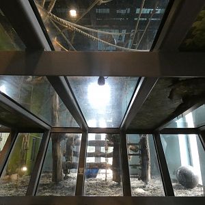 Gorilla indoor enclosure