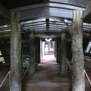 Gorilla indoor panorama