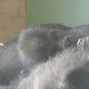6 day old Western Lowland Gorilla