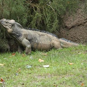Rhinoceros Iguana