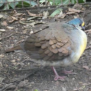 Sulawesi Ground Dove
