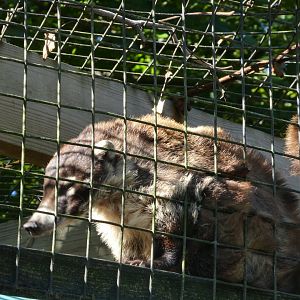 White-nosed Coati