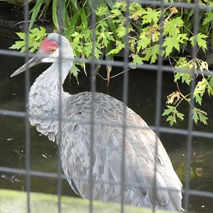 Sandhill Crane