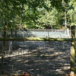 Red River Hog Exhibit
