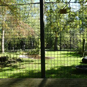 Asian Black Bear Exhibit